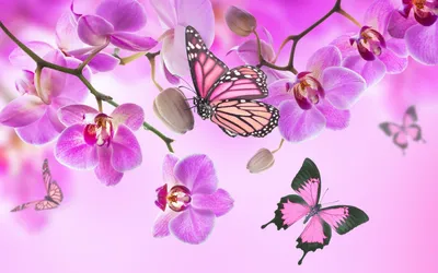 Обои на монитор | Цветы | бабочки, летают, около, розовых, цветов