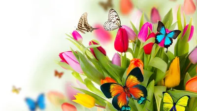 Обои бабочка, цветы, тюльпаны, butterfly, flowers, tulips, 4k, Природа  #14993