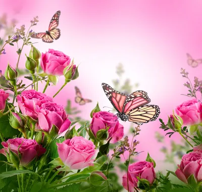 Прекрасные розовые розы рядом с бабочками | Обои для телефона