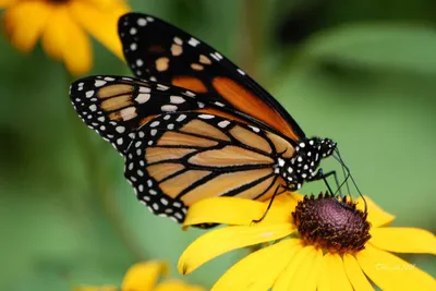 обои : природа, Желтые цветы, Бабочка, насекомое, цветок, Фауна, Крупным  планом, Макросъемка, Беспозвоночный, Членистоногие, нектар, Опылитель,  Бабочки и бабочки, Ликанид, бабочка монарх, Колиза, Щёточная бабочка  1680x1121 - Dipper - 245710 - красивые ...
