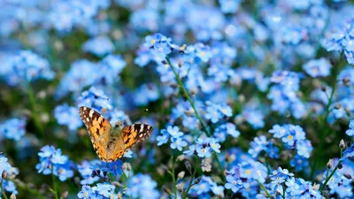Обои Бабочка и цветы, картинки - Обои на рабочий стол Бабочка и цветы  картинки из категории: Природа