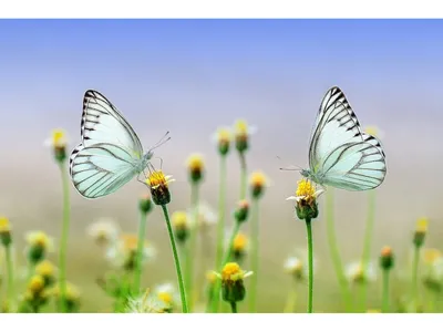 Купить недорого картину в Курске с печатью - Бабочки на цветах