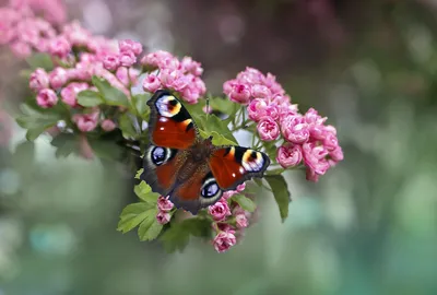 Бабочка Бабочки Цветок - Бесплатное фото на Pixabay - Pixabay
