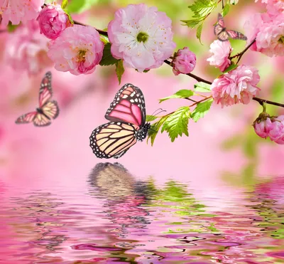Розовые цветы и бабочки отражаются в воде. Вот такая весна нас ждёт | Обои  для телефона