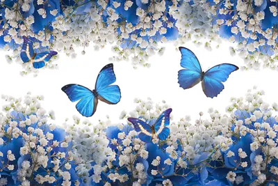 Обои на монитор | Цветы | синий, белый, цветы, цвести, бабочки