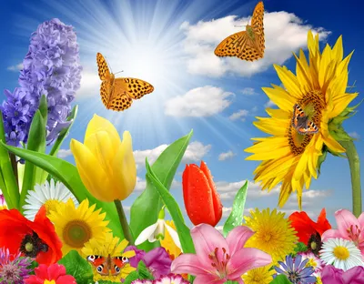 Обои цветы, бабочки, flowers, butterflies, meadow, see, front, solar,  smile, flowers, field, sun, summer, see, nice, wide на рабочий стол