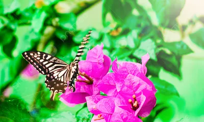 Бабочка собирает цветы летний полдень бабочка цветы летающие фотографии  картинка с картинками Фон И картинка для бесплатной загрузки - Pngtree