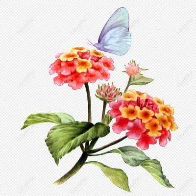 Бабочки и цветы изображение_Фото номер 401442234_PNG Формат  изображения_ru.lovepik.com