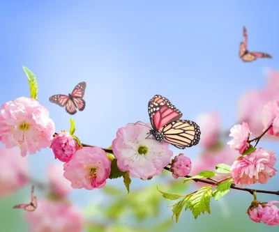 Весна, цветы, бабочки, природа которая радует глаз - обои на рабочий стол