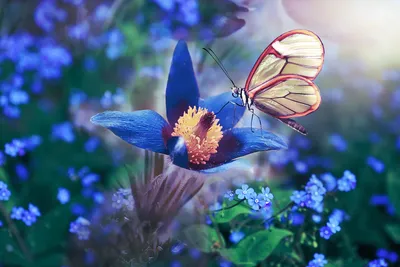 Цветы и бабочки фото
