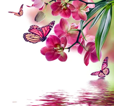 Розовая орхидея и бабочка у воды | Обои для телефона