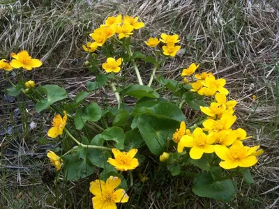 Калужница болотная — жёлтое покрывало в саду. Описание, уход, выращивание,  размножение. Фото — Ботаничка