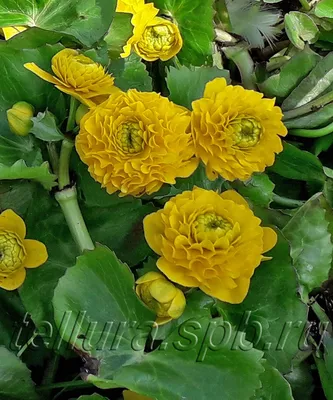 Caltha palustris 'Flore Pleno' - GARDENIDEA