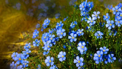 Скачать обои цветы, лён, , ленок, природа, голубые, цветочки из раздела  Цветы, в разрешении 1920x1080