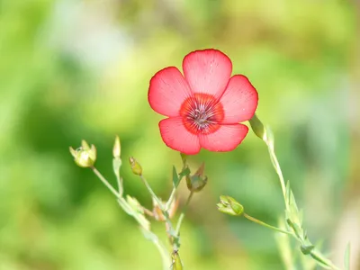 Цветок ленок красный - 77 фото