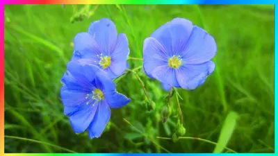 Очаровательный голубой ленок Этот прекрасный мир | Природа, Полевые цветы,  Цветы