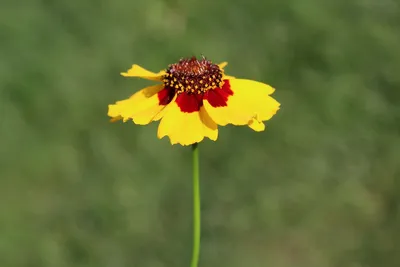 Цветок кореопсис - посадка и правильный уход за растением