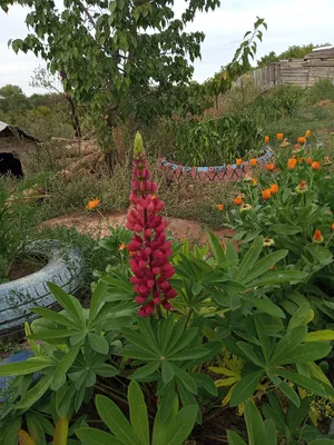 Цветы с моего огорода, которые \"потерялись\" т.е. просто исчезли...не  вынесли нашего климата. | дама из деревни | Дзен
