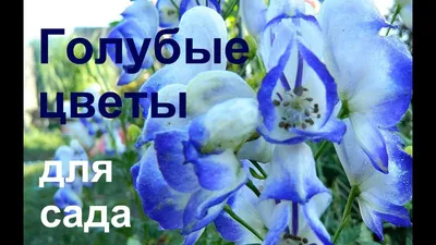 Голубые и сиреневые цветы для сада Ирисы Авилегии Душица Аконит Лук  Колокольчик Ленок - YouTube