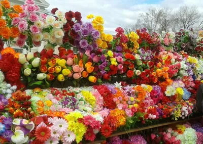 Красивые цветочки | Всякие россказни | Дзен