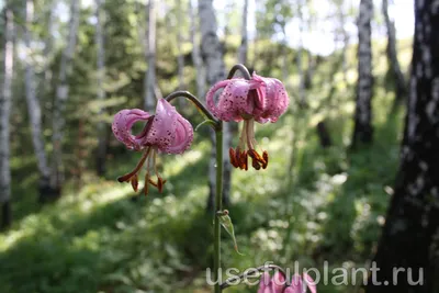 Летние цветы в лесах Подмосковья. | Полезные растения