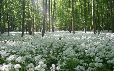 Весенние цветы в лесу - обои для рабочего стола, картинки, фото