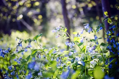 Голубые цветы в лесу. Размытый фон - обои на рабочий стол