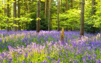 Обои Голубые цветы, лес, деревья 1920x1200 HD Изображение