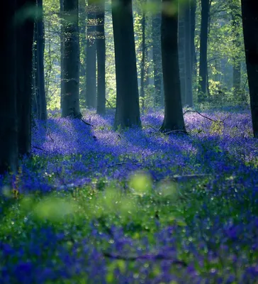 Синий лес: невероятно красивые фото цветения диких колокольчиков -  24.04.2019, Sputnik Грузия