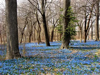 Фото Весенние цветы в лесу Природа Леса