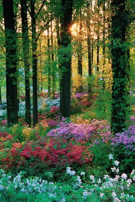Цветы в лесу летом - фото и картинки: 34 штук