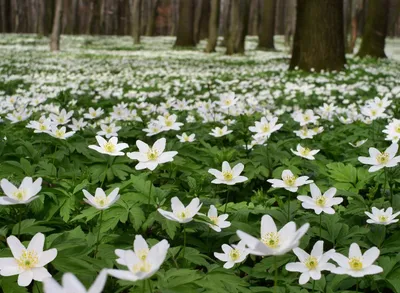 Белые Лесные цветы - 49 фото