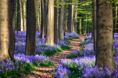 Чарующие бельгийские леса весной - обои на телефон