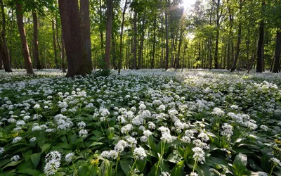 Обои Белые цветы, лес, весна 1920x1200 HD Изображение