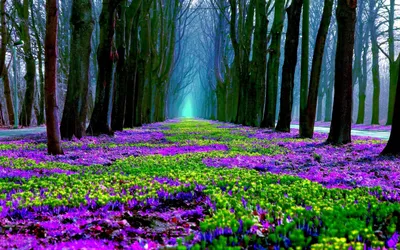 Лес в цветах - 93 фото