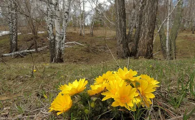 Желтые цветы появились в лесу — их нельзя рвать - Рамблер/новости