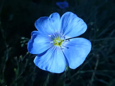 Фото Голубой цветок льна