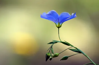 Голубой цветок льна на размытом фоне - обои на рабочий стол
