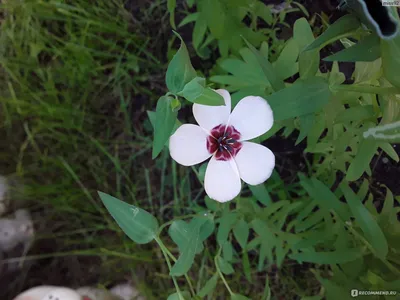 Лён Очарование Русский огород - «Милые цветочки в саду . А что вы знали о  льне?» | отзывы