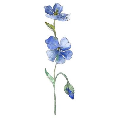 Синий И Фиолетовый Цветочный Ботанический Цветок Льна. Лицензионные фото и  стоковые изображения