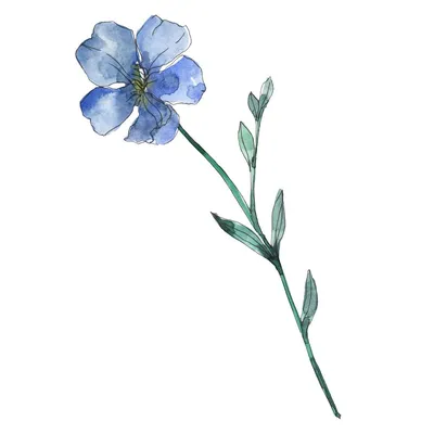 Синий И Фиолетовый Цветочный Ботанический Цветок Льна. Лицензионные фото и  стоковые изображения