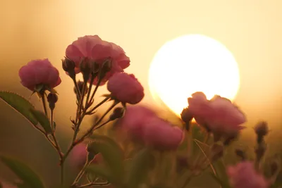 обои : цветы, закат солнца, Солнечный лучик, Гонконг 6000x4000 - - 964937 -  красивые картинки - WallHere