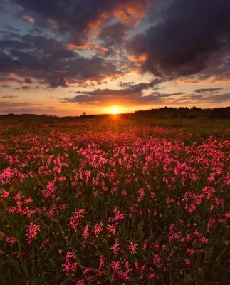 Фото Закат в поле розовых цветов