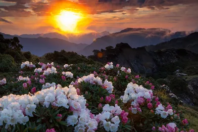 Белые и розовые цветы на холмах гор, освещенные закатным солнцем | Обои для  телефона