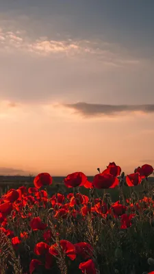 Обои поле красных цветов на закате, Властелин Колец, цветок, облако,  растение для iPhone 6, 6S, 7, 8 бесплатно, заставка 750x1334 - скачать  картинки и фото
