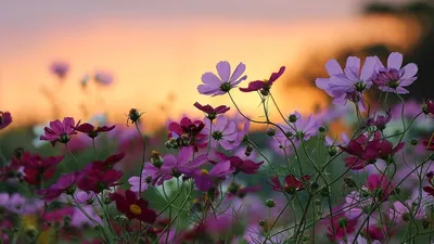 Картинки цветы, природа, закат, красота, фон - обои 1366x768, картинка  №161295 | Beautiful flowers, Spring nature, Flowers