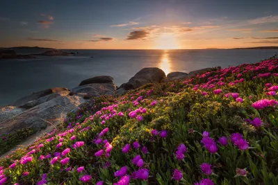 Розовые цветы на берегу моря на закате солнца - обои для рабочего стола,  картинки, фото