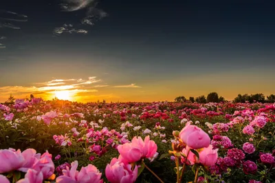 Закат на поле с множеством цветов - обои на телефон
