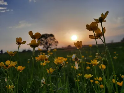 Цветы на закате | Пикабу