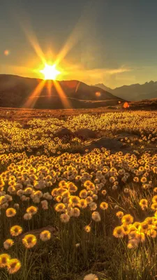 Обои закат, солнечный свет, природа, природный ландшафт, цветок на телефон  Android, 1080x1920 картинки и фото бесплатно